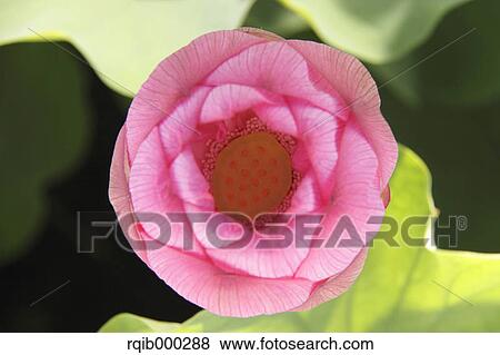 Lotus View Large Photo Image Stock Photo - Lotus. Fotosearch