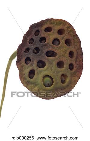 Lotus View Large Photo Image Stock Photograph - Lotus. Fotosearch