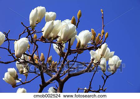 Magnolia flowers and blue sky View Large Photo Image Picture - Magnolia flowers and blue sky. Fotosearch