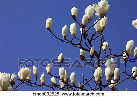 Magnolia flowers and blue sky View Large Photo Image Stock Photography - Magnolia flowers and blue sky. Fotosearch