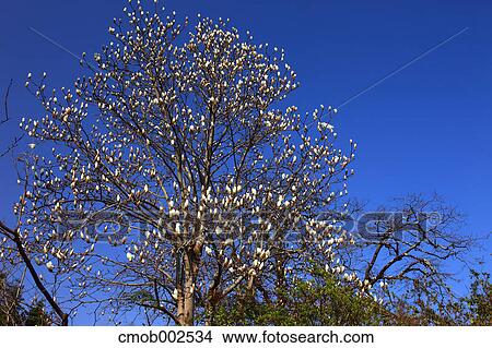 Magnolia tree and blue sky View Large Photo Image Picture - Magnolia tree and blue sky. Fotosearch