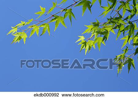 Stock Image - Maple green leaves and blue sky. Fotosearch