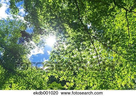 Maple green leaves and blue sky with clouds View Large Photo Image Stock Image - Maple green leaves and blue sky with clouds. Fotosearch
