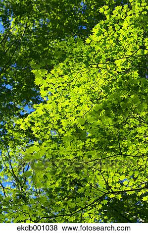 Maple green leaves View Large Photo Image Stock Photo - Maple green leaves. Fotosearch