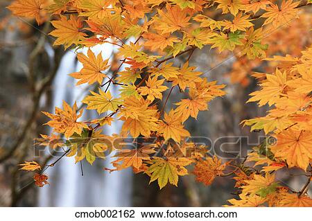 Maple leaves at Kegon Falls, Nikko Prefecture View Large Photo Image Stock Image - Maple leaves at Kegon Falls, Nikko Prefecture. Fotosearch