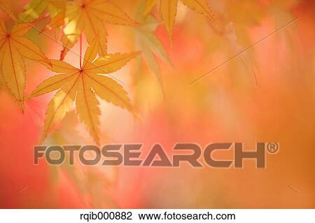 Maple leaves View Large Photo Image Stock Image - Maple leaves. Fotosearch