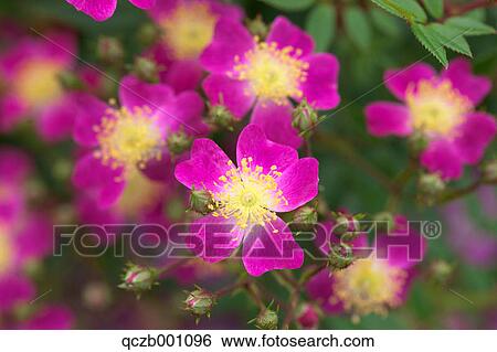 Mini rose flowers View Large Photo Image Stock Photograph - Mini rose flowers. Fotosearch