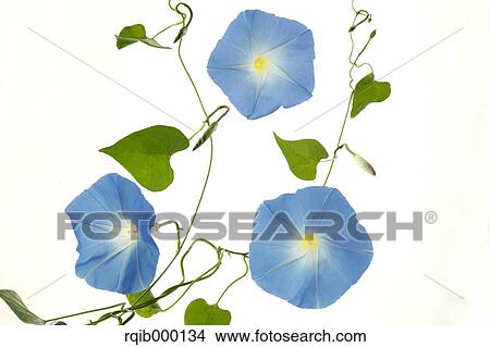 Morning glory flowers View Large Photo Image Picture - Morning glory flowers. Fotosearch