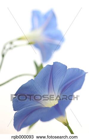 Morning glory flowers View Large Photo Image Stock Image - Morning glory flowers. Fotosearch