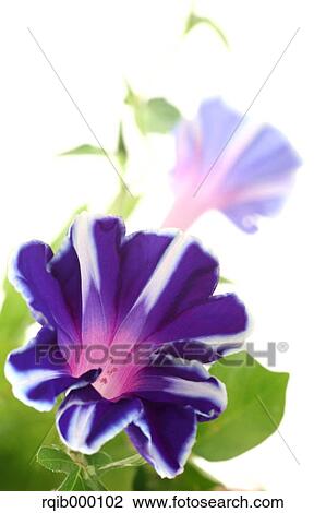 Stock Image - Morning glory flowers. Fotosearch