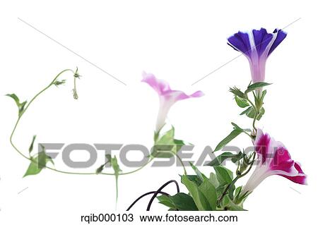 Stock Image - Morning glory flowers. Fotosearch