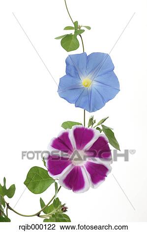 Morning glory flowers View Large Photo Image Stock Image - Morning glory flowers. Fotosearch