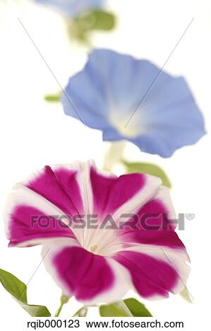 Morning glory flowers View Large Photo Image Stock Image - Morning glory flowers. Fotosearch