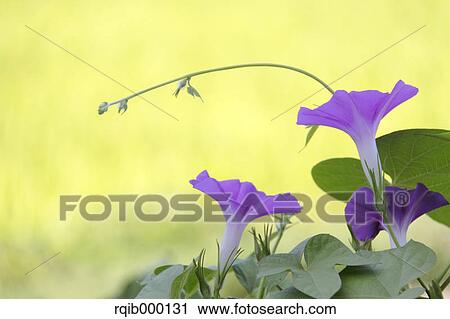 Stock Image - Morning glory flowers. Fotosearch