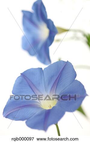 Stock Photo - Morning glory flowers. Fotosearch