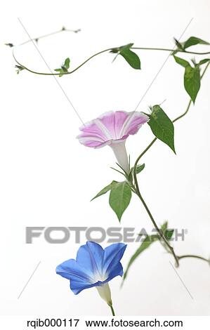 Morning glory flowers View Large Photo Image Stock Photo - Morning glory flowers. Fotosearch