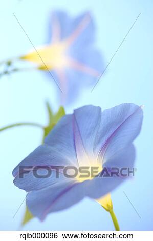 Morning glory flowers View Large Photo Image Stock Photograph - Morning glory flowers. Fotosearch