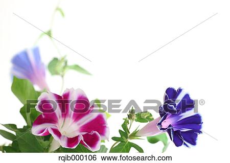 Stock Photograph - Morning glory flowers. Fotosearch
