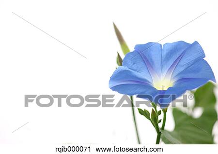 Morning glory View Large Photo Image Stock Image - Morning glory. Fotosearch