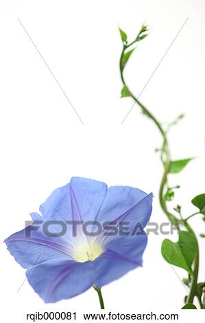 Stock Image - Morning glory. Fotosearch