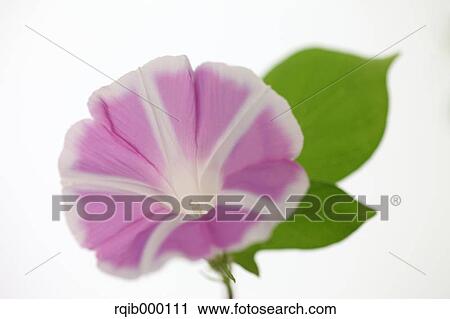 Morning glory View Large Photo Image Stock Image - Morning glory. Fotosearch