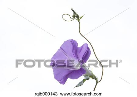 Morning glory View Large Photo Image Stock Image - Morning glory. Fotosearch