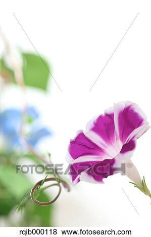 Morning glory View Large Photo Image Stock Photo - Morning glory. Fotosearch