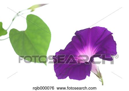 Morning glory View Large Photo Image Stock Photograph - Morning glory. Fotosearch