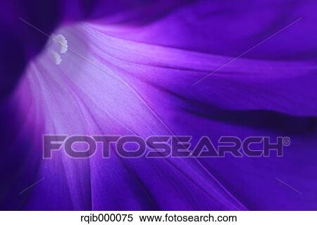 Morning glory View Large Photo Image Stock Photography - Morning glory. Fotosearch