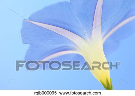 Morning glory View Large Photo Image Stock Photography - Morning glory. Fotosearch