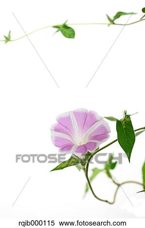 Stock Photography - Morning glory. Fotosearch