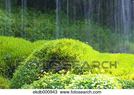 Moss at Doryu Waterfall, Yamanashi Prefecture View Large Photo Image Stock Image - Moss at Doryu Waterfall, Yamanashi Prefecture. Fotosearch