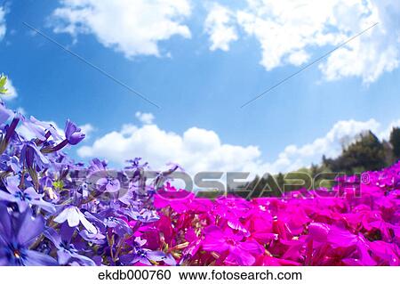 Moss Phlox flowers, Saitama View Large Photo Image Stock Image - Moss Phlox flowers, Saitama. Fotosearch