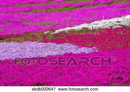 Moss Phlox flowers, Saitama View Large Photo Image Stock Photo - Moss Phlox flowers, Saitama. Fotosearch