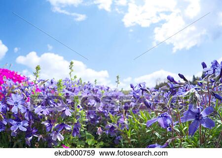 Moss Phlox flowers, Saitama View Large Photo Image Stock Photo - Moss Phlox flowers, Saitama. Fotosearch