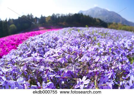 Moss Phlox flowers, Saitama View Large Photo Image Stock Photography - Moss Phlox flowers, Saitama. Fotosearch