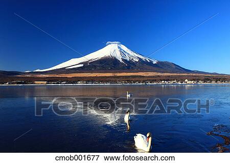 Mount Fuji reflected on Lake Yamanaka, Yamanashi Prefecture View Large Photo Image Stock Photo - Mount Fuji reflected on Lake Yamanaka, Yamanashi Prefecture. Fotosearch