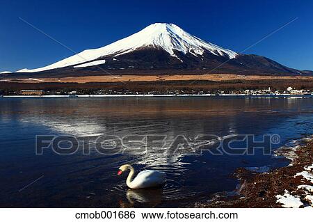 Mount Fuji reflected on Lake Yamanaka, Yamanashi Prefecture View Large Photo Image Stock Photograph - Mount Fuji reflected on Lake Yamanaka, Yamanashi Prefecture. Fotosearch