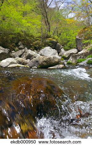 Mountain stream at Kawamatagawa Valley, Yamanashi Prefecture View Large Photo Image Stock Image - Mountain stream at Kawamatagawa Valley, Yamanashi Prefecture. Fotosearch