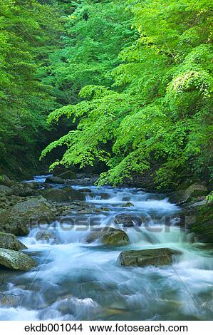 Mountain stream in Nishizawa Valley, Yamanashi Prefecture View Large Photo Image Picture - Mountain stream in Nishizawa Valley, Yamanashi Prefecture. Fotosearch