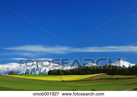 Stock Photo - Mountainscape at Shikisai hill, Hokkaido. Fotosearch