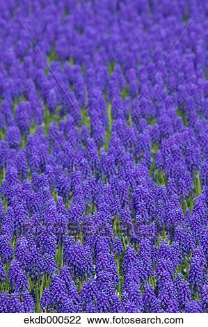 Muscari field View Large Photo Image Stock Image - Muscari field. Fotosearch