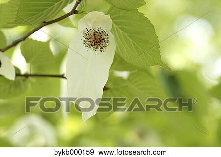 Mussaenda Parviflora flower View Large Photo Image Stock Photo - Mussaenda Parviflora flower. Fotosearch
