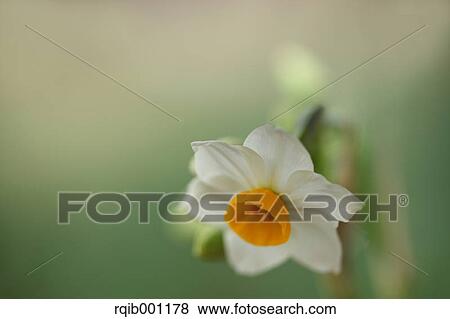 Stock Photo - Narcissus flower. Fotosearch