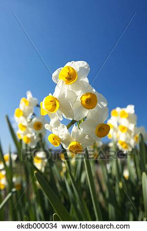 Narcissus flowers View Large Photo Image Picture - Narcissus flowers. Fotosearch