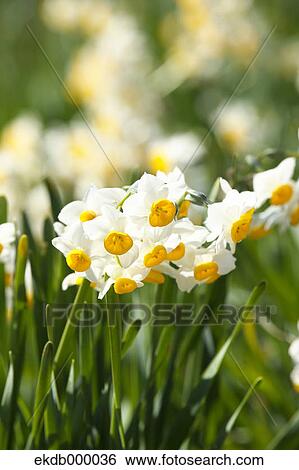 Stock Photograph - Narcissus flowers. Fotosearch