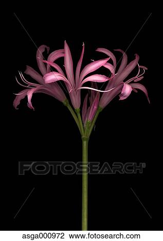 Nerine flowers on black background View Large Photo Image Stock Image - Nerine flowers on black background. Fotosearch