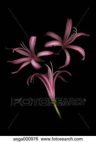 Nerine flowers on black background View Large Photo Image Stock Photograph - Nerine flowers on black background. Fotosearch