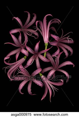 Nerine flowers on black background View Large Photo Image Stock Photography - Nerine flowers on black background. Fotosearch