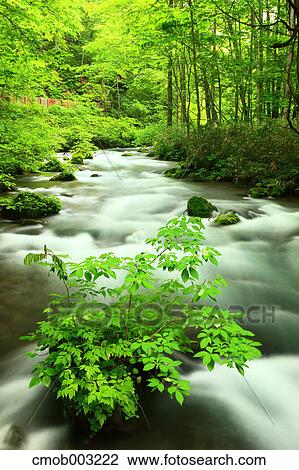Oirase mountain stream, Aomori Prefecture View Large Photo Image Stock Image - Oirase mountain stream, Aomori Prefecture. Fotosearch